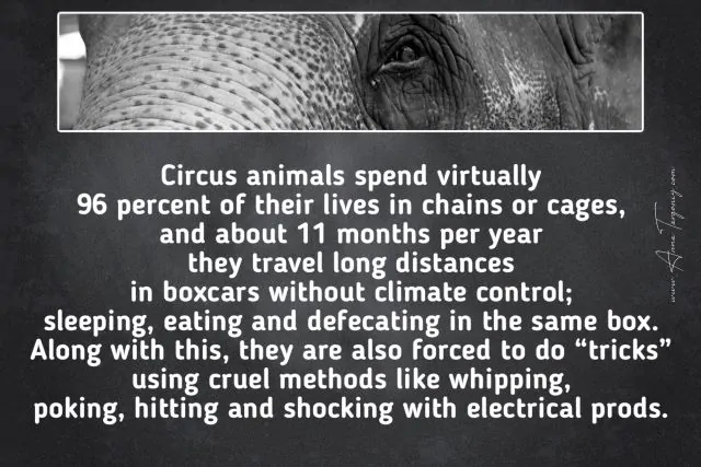 Animal Cruelty in Zoos